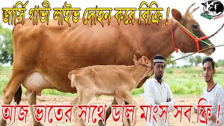 সকালের ১ টানে ১০ লিটার।বাঘাবাড়ীর জার্সি গাভীর লাইভ দুধ দোহন চ্যালেঞ্জে বিক্রি।আজকে সব ফ্রি।গরুর হাট