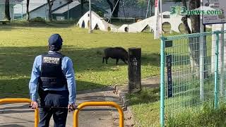 鹿児島市の公園にイノシシ出没！