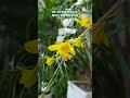 덴드로비움 헨콕키 죽엽석곡 dendrobium hancockii 꿀향기가 뚝뚝 떨어지는 난초입니다.