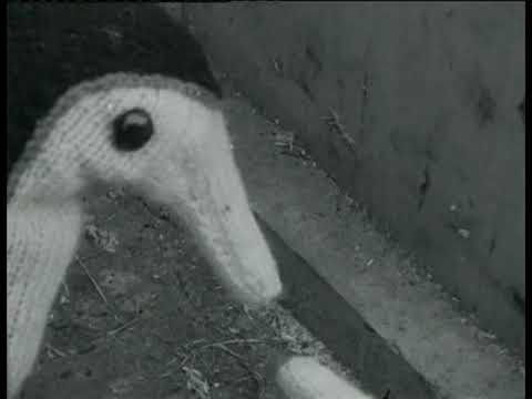 The Pingwings Youtube