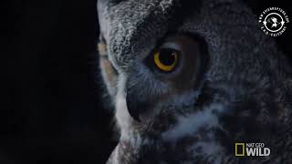 Great horned owl (Bubo virginianus) - On the hunt.