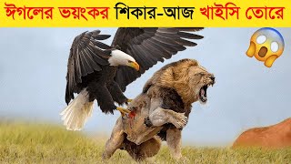 ঈগলের ভয়ংকর শিকার-আজ খাইসি তোরে-The terrible prey of the eagle - eat today.