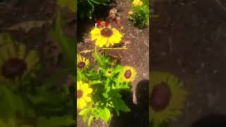 These Crazy Daisies Will Blow Your Mind