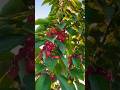 Growing cherries in warmer climates, explained