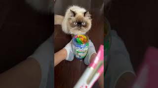 Churu Time ~ Why do all cats love these??? #shorts #viral