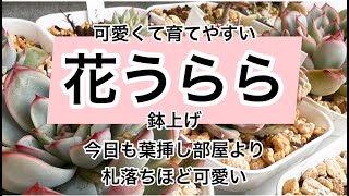 [多肉植物]可愛くて育てやすい^_^花うらら葉挿しっ子鉢上げ^_^ワクチン３回目