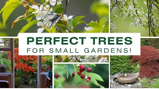 ▶️ Top 5 Low-Maintenance Trees for Small Gardens | Best Trees for Small Spaces