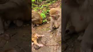 #what????? #Monkey Life #monkey #MonkeyFight #FunnyMonkey #Feedingmonkey Monkey Zone videos #shorts