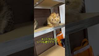 キジトラの保護猫がやってきた590( ´∀｀)生後０日赤ちゃん猫緊急保護！はちわれも仲間入り！茶白も仲間入り！茶トラも仲間入り#生後０日#子猫#保護猫#猫#へその緒離乳食#shorts#きじとら#開眼