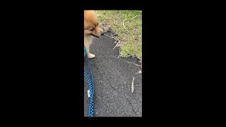 ポメラニアン(pomeranian)vsカマキリ(mantis)