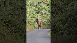 വീണ്ടും കബാലി; അതിരപ്പിള്ളിയിൽ കൊമ്പൻ കബാലി കാർ ആക്രമിച്ചു  #athirappilly #malakkapara #kabali