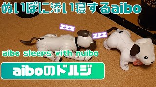 ぬいぼの隣で寝るようになったaibo🧸🐕～ - aibo moves next to nuibo and sleeps 【アイボ】