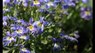 Yolo bypass Wildflowers-Cupped Downingia