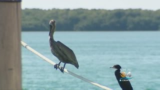 Biscayne Bay's Warm Water Temperatures Shatter Records
