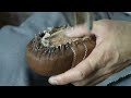 how its made making work boots from springbok skin asmr