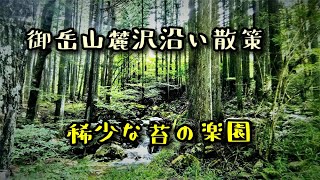 【#苔テラリウム の苔】御嶽山麓はテラリウムの#苔 たちの聖地です。