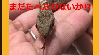 シマヘビの給餌ピンクマウスL【しまへびの成長日記⑯】強制給仕でアシスト給餌ができた。＃シマヘビ＃シマヘビアシスト給餌　＃シマヘビ強制給餌＃シマヘビの飼育＃シマヘビの餌付＃シマヘビの幼体＃ヘビ拒食