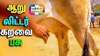 தோட்டத்துல 5 மாடு 3 எருமை இருக்குதுங்க, 2 நேரமும் ஆறு லிட்டர் கறவை கொண்ட மயிலை பசு, பழையகோட்டை சந்தை