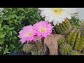 creating a trichocereus echinopsis hybrid with beautiful colorful flowers