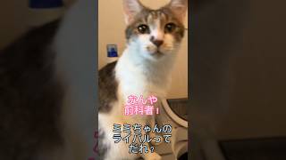 【猫達に質問】のら君とミミちゃんのライバルは誰？#shorts