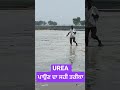 urea ਪਾਉਣ ਦਾ ਸਹੀ ਤਰੀਕਾ 🌱 best to use of urea in peddy crop