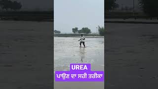 UREA ਪਾਉਣ ਦਾ ਸਹੀ ਤਰੀਕਾ 🌱|| best to use of UREA in peddy crop