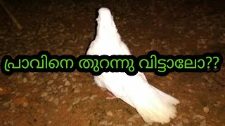 പ്രാവ് വളർത്തൽ(Open system of Pigeon)