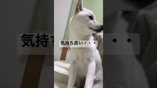 撫でられて満足した白柴イッヌハク　#shorts  #柴犬　#白柴犬　#子犬　#かわいい　#癒やし　#可愛い　#仔犬