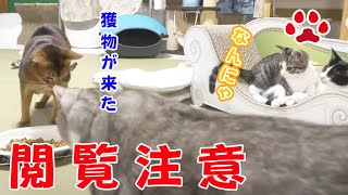 【閲覧注意】 猫から逃げる虫　2020.7.5 みゃうの猫日記(説明欄に時間有)  【Miaou みゃう】