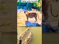 Tiger and crocodile 🐅 face to face #animals#animalaction #liveanimalaction #trendingshorts#shorts