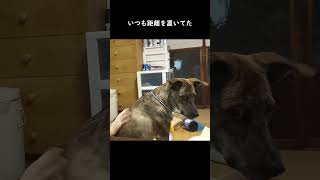 赤ちゃんに触らせてくれる元猟犬　#shorts