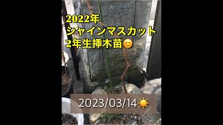 葡萄栽培シャインマスカット挿し木2年目2023年3月14日