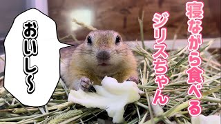 寝ながらキャベツを食べる‼︎リチャードソンジリスちゃん♪（熱帯倶楽部東川口本店）