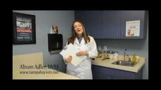 Tampa Veterinarian - Ask A Vet: What to do if your pet has an emergency. By Dr. Alison Adler