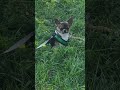 @nikoloz.young_wolf chihuahua chihua pets petsvlog petsofinstagram petstagram puppy