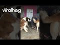 Saint Bernard Puppies Create Giant Pile of Love || ViralHog