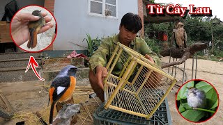 Chế Lồng Bẫy Tự Động - Design an automatic bird trap | Dũng Tây Bắc