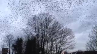 Duizenden spreeuwen vliegen over Utrecht / Thousands of starlings fly over Utrecht