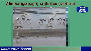 சிங்காநல்லூர் ஏரியின் ரகசியம் _Secret place of Singanallur Lake Coimbatore