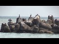 2021.07.25 【苫小牧の海岸】にわずかに残った砂浜の波の音と海鳥