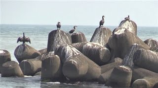 2021.07.25 【苫小牧の海岸】にわずかに残った砂浜の波の音と海鳥