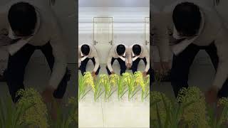 Triplets working together to plant rice 💥special effects | 3DAnimation#vfx#shorts