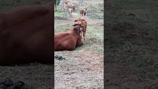 Little girl annoying dad. Red Brahman x Droughtmaster