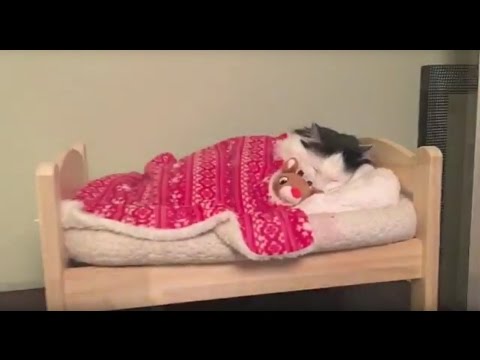 Cat Puts Herself to Sleep in Tiny Human Bed Cat Puts Herself to Sleep in Tiny Human Bed