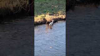 【音量注意】野鳥観察　アオサギ　通過する青鷺　#野鳥 #鷺 #青鷺 #アオサギ