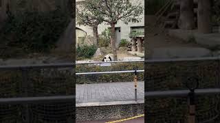 giant panda walk in Japan zoo パンダ🐼