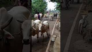 Cow is running elsewhere in village!!गांव में कहीं और दौड़ रही है गाय
