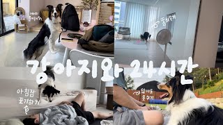 히유쿠쿠 맥스 브이로그 24 | 보더콜리🐶 | 강아지를 키우면 하루종일 뭐하며 지낼까?  (feat. 🌧️)