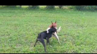 Desi dog fight || desi full force fight for female ||