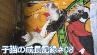 パステル三毛とサバ白の子猫の成長日記#08 生後1週間 20180710